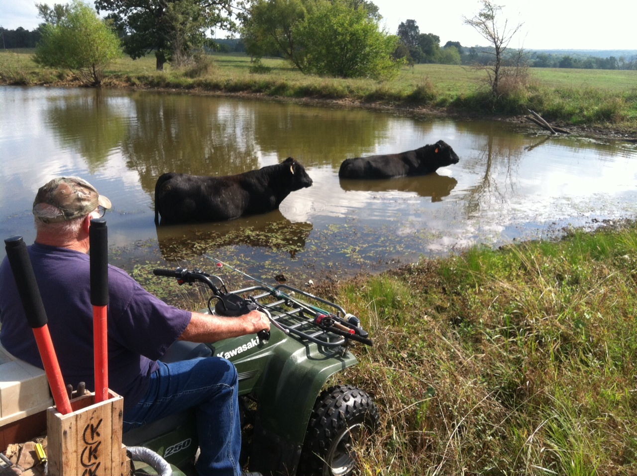 Grandpa and the cattle