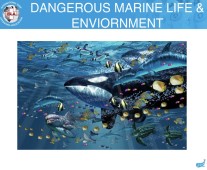 Dangerous Marine Life